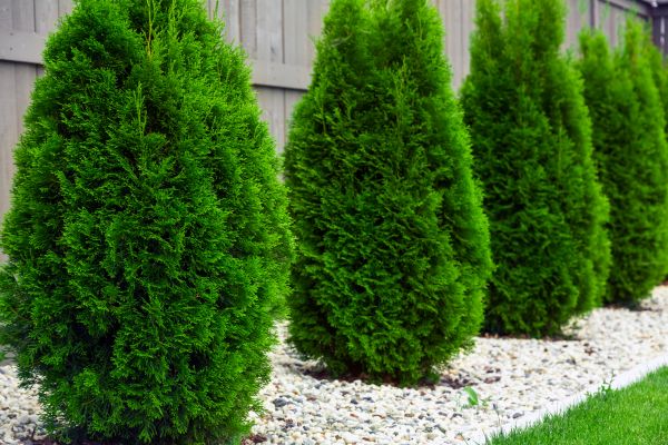 Arborvitae Planting in Prescott Valley