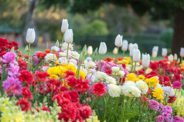 Gardening Service in Prescott Valley