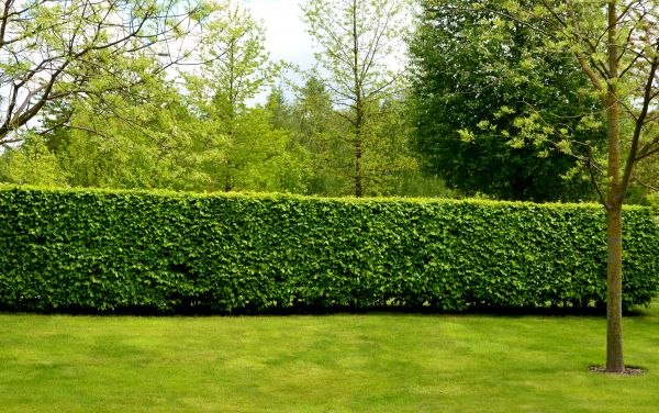 Hedge Planting in Prescott Valley
