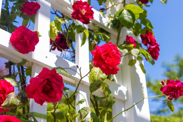 Home Gardening Service in Prescott Valley