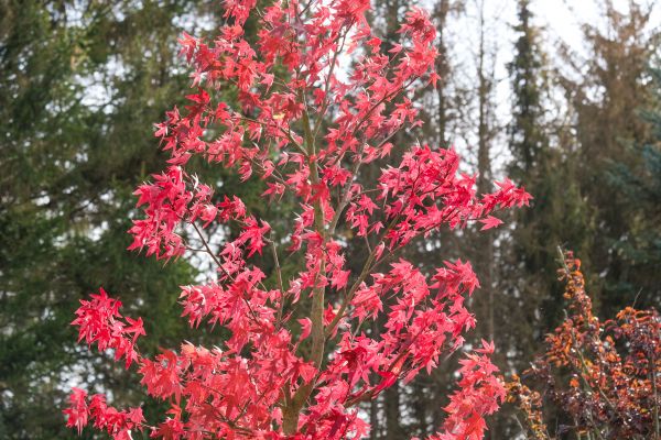 Japanese Maple Planting in Prescott Valley