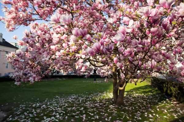 Magnolia Tree Planting in Prescott Valley