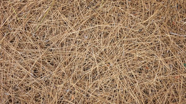 Pine Needles Delivery in Prescott Valley