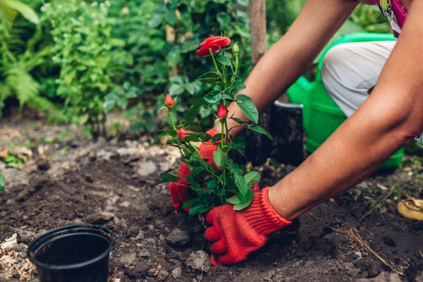Planting Service in Prescott Valley