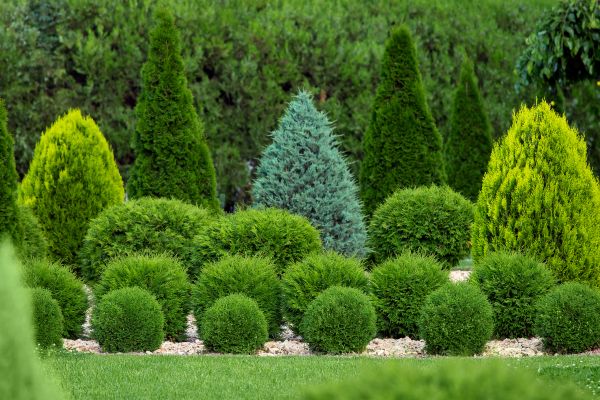 Shrub Replacement in Prescott Valley