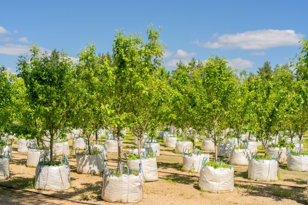 Tree Planting Service in Prescott Valley