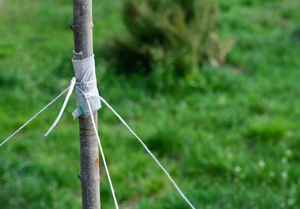 Tree Staking Service in Prescott Valley