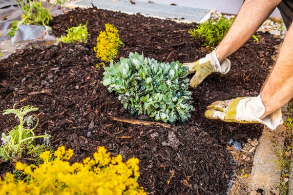 Weeding And Mulching in Prescott Valley