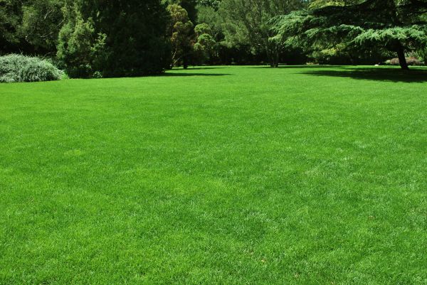 Lawn Landscaping in Prescott Valley