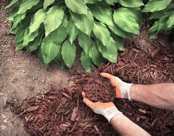 Shredded Mulch Service in Prescott Valley
