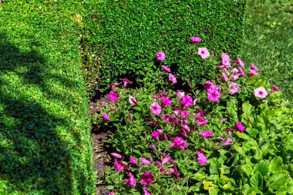 Softscaping Service in Prescott Valley