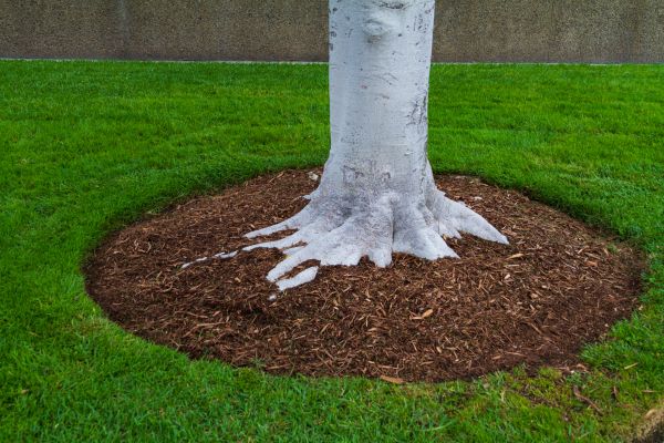 Brown Mulch Installation in Prescott Valley