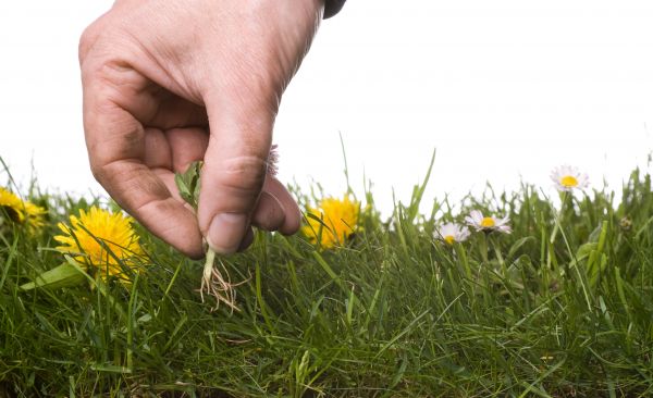 Lawn Weeding in Prescott Valley