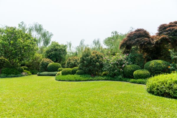 Tree Landscaping in Prescott Valley