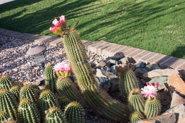 Desert Landscaping in Prescott Valley