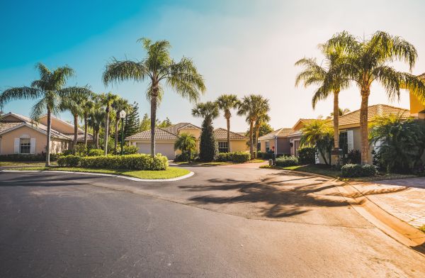 Palm Tree Landscaping in Prescott Valley