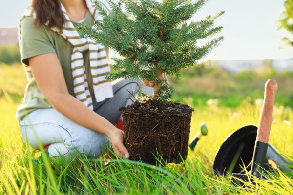 Spruce Tree Planting in Prescott Valley