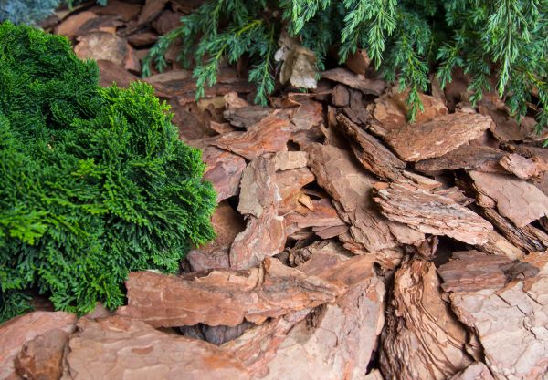 Pine Bark Installation in Prescott Valley