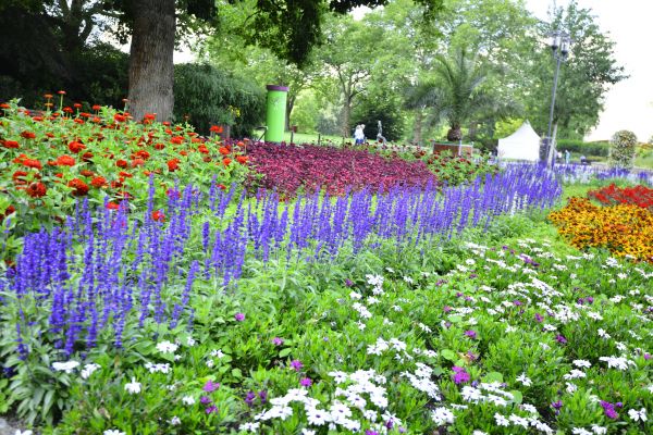 Perennials Planting in Prescott Valley