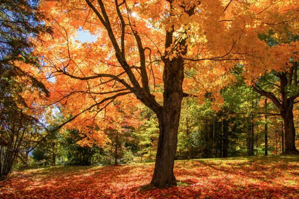 Maple Tree Planting in Prescott Valley