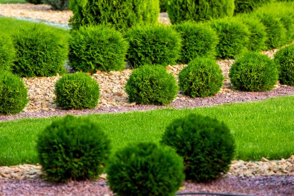Bush Installation in Prescott Valley