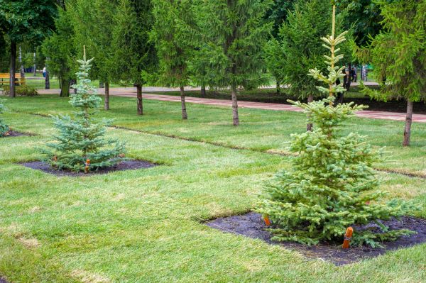 Privacy Trees Planting in Prescott Valley