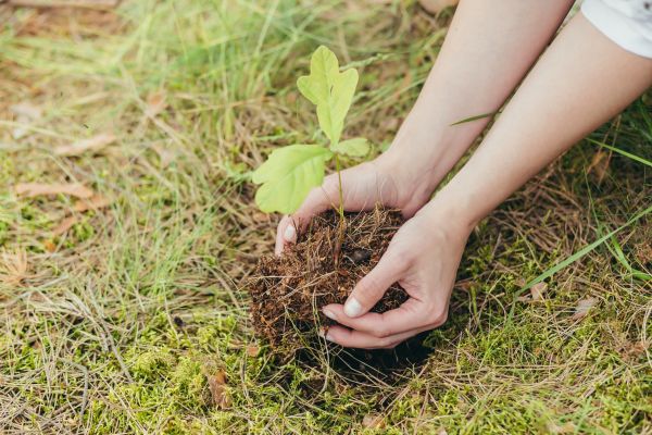 Oak Tree Planting in Prescott Valley