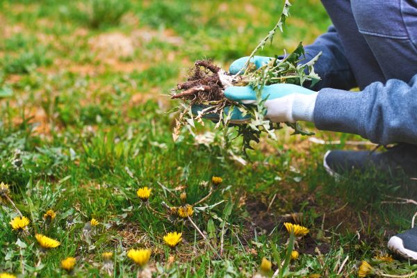 Flower Bed Clearing in Prescott Valley