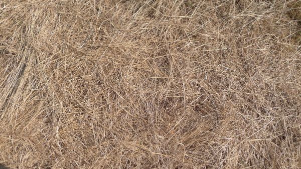 Pine Straw Replacement in Prescott Valley