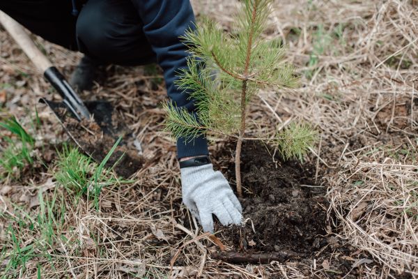 Pine Tree Planting in Prescott Valley