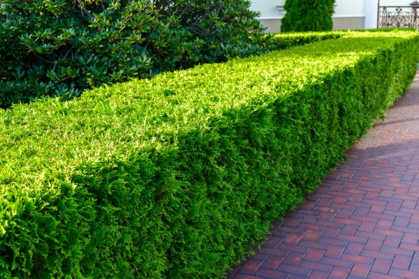 Hedge Installation in Prescott Valley