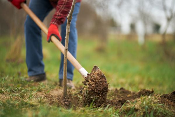 Trees Planting in Prescott Valley