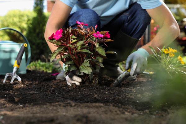 Plant Replacement in Prescott Valley