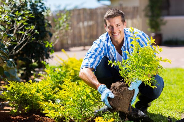 Shrub Landscaping in Prescott Valley