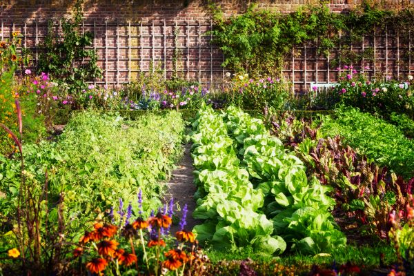 Garden Planting Service in Prescott Valley