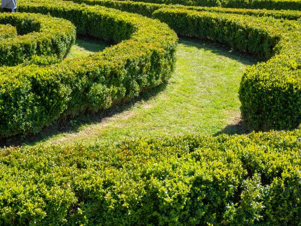 Bush Landscaping in Prescott Valley