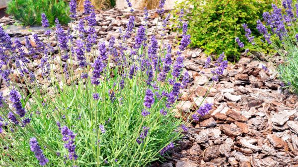 Pine Bark Landscaping in Prescott Valley