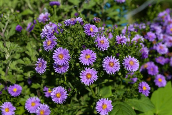 Perennial Flower Planting in Prescott Valley