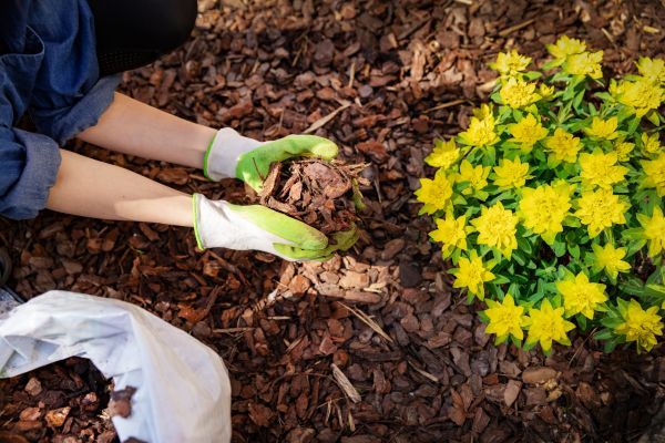 Plant Bed Mulching in Prescott Valley