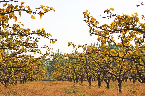 Pear Tree Planting in Prescott Valley