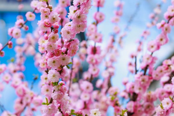 Japanese Cherry Tree Planting in Prescott Valley