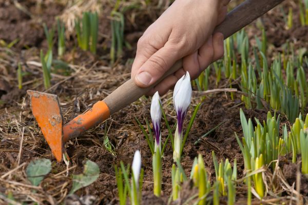 Flower Garden Weeding in Prescott Valley