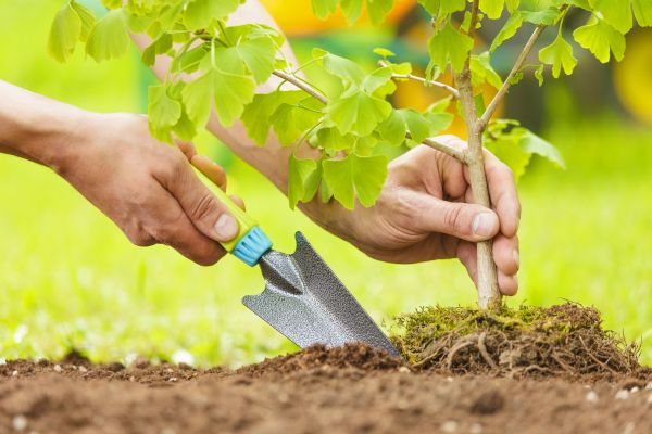 Fruit Tree Planting in Prescott Valley