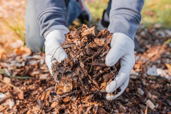 Shredded Mulch Installation in Prescott Valley