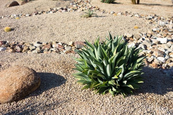 Xeriscaping Service in Prescott Valley