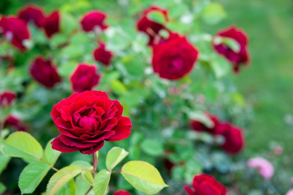 Rose Planting in Prescott Valley