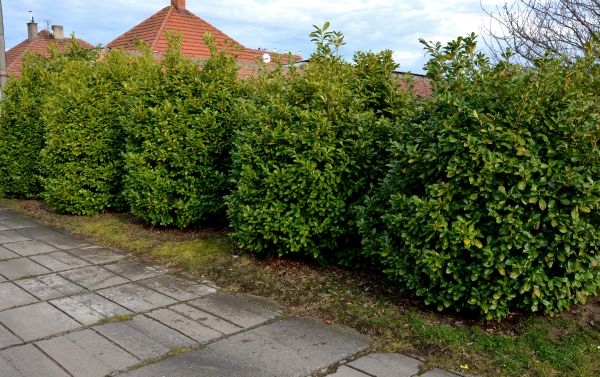 Privacy Shrub Installation in Prescott Valley