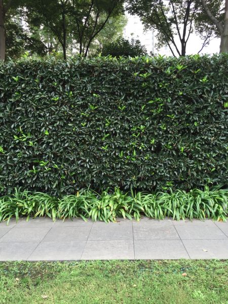 Privacy Shrub Planting in Prescott Valley