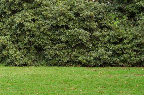 Privacy Hedge Planting in Prescott Valley
