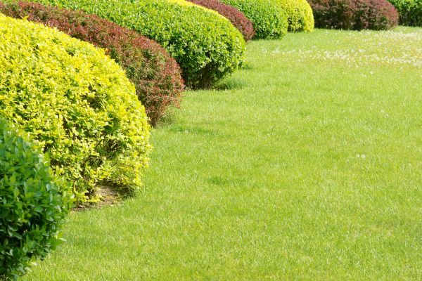 Shrubbery Planting in Prescott Valley